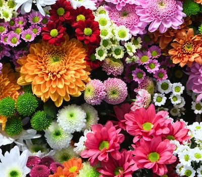 Flowers wall background with amazing red,orange,pink,purple,gree